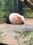 恩賜上野動物園に投稿された画像（2024/9/10）