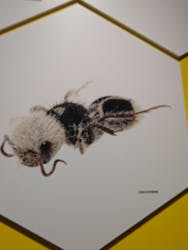 特別展「昆虫 MANIAC」（国立科学博物館）に投稿された画像（2024/9/10）