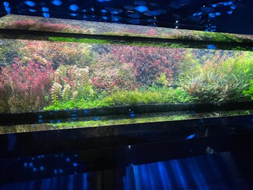 AQUARIUM × ART　atoaに投稿された画像（2024/9/10）