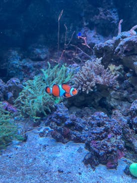 マクセル アクアパーク品川に投稿された画像（2024/9/10）