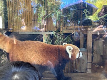 恩賜上野動物園に投稿された画像（2024/9/10）