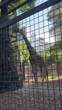 恩賜上野動物園に投稿された画像（2024/9/10）