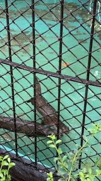 恩賜上野動物園に投稿された画像（2024/9/10）