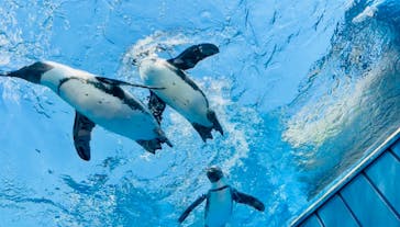 サンシャイン水族館に投稿された画像（2024/9/10）