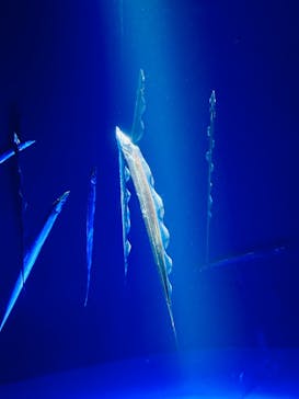 サンシャイン水族館に投稿された画像（2024/9/10）