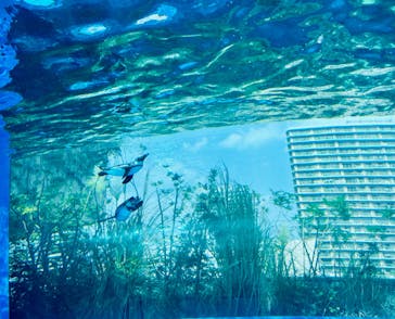 サンシャイン水族館に投稿された画像（2024/9/10）