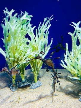 サンシャイン水族館に投稿された画像（2024/9/10）