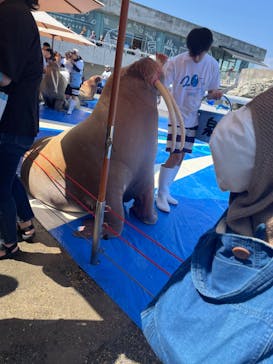 大分マリーンパレス水族館 「うみたまご」に投稿された画像（2024/9/10）