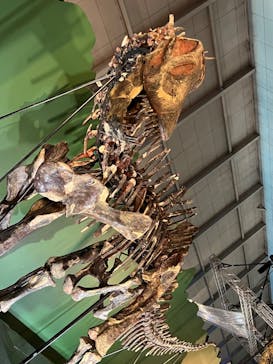 巨大恐竜展2024に投稿された画像（2024/9/10）