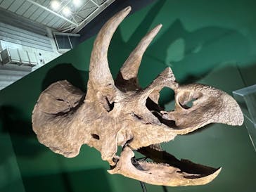 巨大恐竜展2024に投稿された画像（2024/9/10）