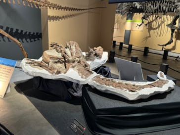 福井県立恐竜博物館に投稿された画像（2024/9/10）