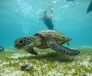 タビワク　宮古島に投稿された画像（2024/9/10）