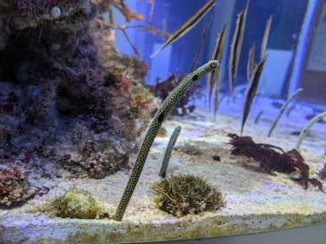 名古屋港水族館に投稿された画像（2024/9/10）