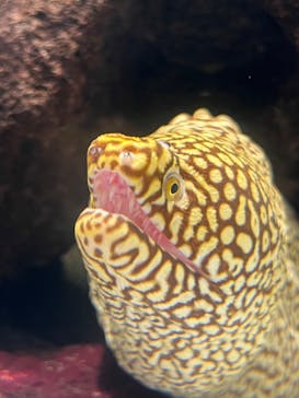 NIFREL（ニフレル）に投稿された画像（2024/9/10）