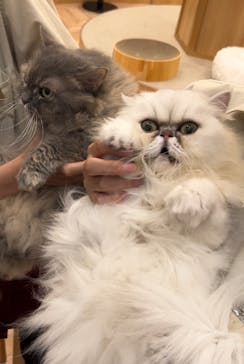 猫カフェモカ　イオンモール水戸内原店に投稿された画像（2024/9/11）