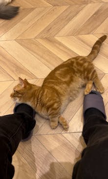 猫カフェモカ　イオンモール水戸内原店に投稿された画像（2024/9/11）