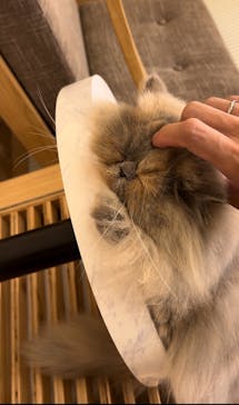 猫カフェモカ　イオンモール水戸内原店に投稿された画像（2024/9/11）