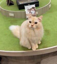 猫カフェモカ　アルシェ大宮店に投稿された画像（2024/9/11）