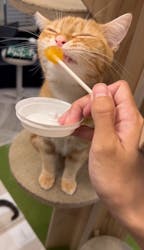 猫カフェモカ　アルシェ大宮店に投稿された画像（2024/9/11）