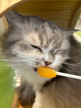 猫カフェモカ　アルシェ大宮店に投稿された画像（2024/9/11）