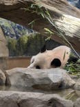 恩賜上野動物園に投稿された画像（2024/9/11）