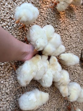 Moff animal cafe MARKIS 福岡ももち店に投稿された画像（2024/9/11）