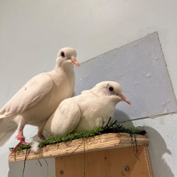 Moff animal cafe MARKIS 福岡ももち店に投稿された画像（2024/9/11）