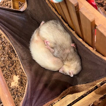 Moff animal cafe MARKIS 福岡ももち店に投稿された画像（2024/9/11）