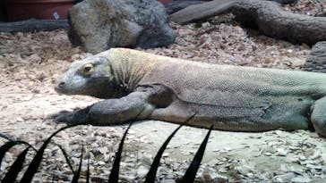 名古屋市東山動植物園に投稿された画像（2024/9/11）