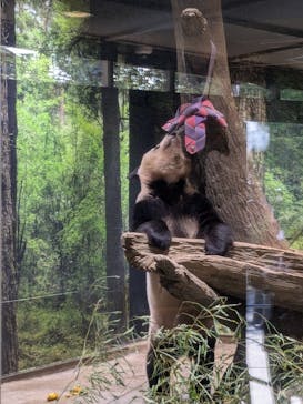 恩賜上野動物園に投稿された画像（2024/9/11）