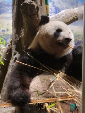 恩賜上野動物園に投稿された画像（2024/9/11）