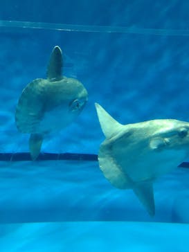 アクアワールド茨城県大洗水族館に投稿された画像（2024/9/11）