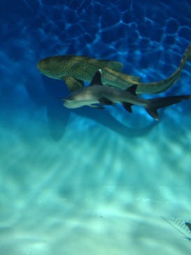 アクアワールド茨城県大洗水族館に投稿された画像（2024/9/11）