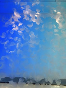 アクアワールド茨城県大洗水族館に投稿された画像（2024/9/11）