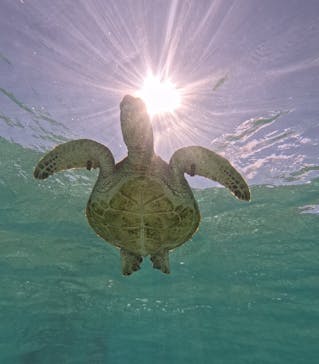 nico 宮古島に投稿された画像（2024/9/11）