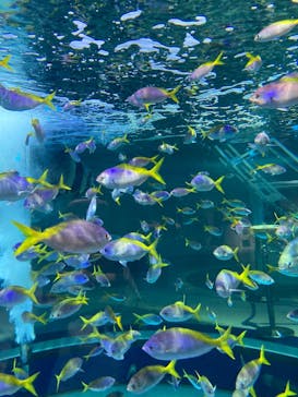 AQUARIUM × ART　atoaに投稿された画像（2024/9/11）