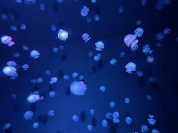 京都水族館に投稿された画像（2024/9/11）