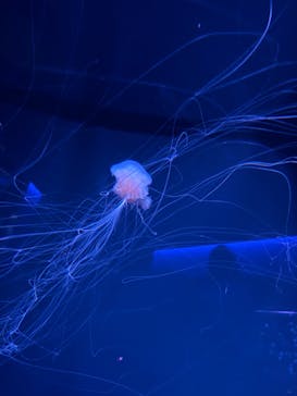 京都水族館に投稿された画像（2024/9/11）
