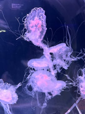 京都水族館に投稿された画像（2024/9/11）