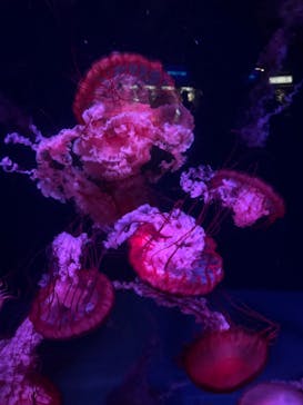 京都水族館に投稿された画像（2024/9/11）