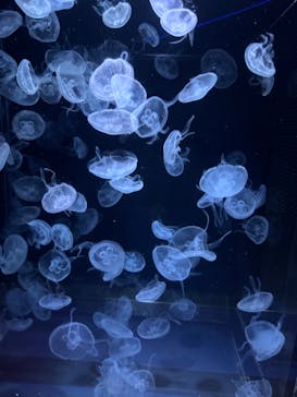 京都水族館に投稿された画像（2024/9/11）