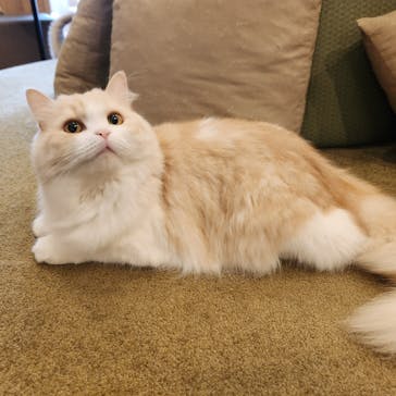 猫カフェモカ　秋葉原店に投稿された画像（2024/9/11）