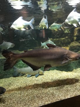 世界淡水魚園水族館　アクア・トトぎふに投稿された画像（2024/9/11）