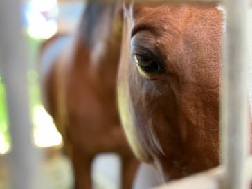 ノーザンホースパークに投稿された画像（2024/9/11）