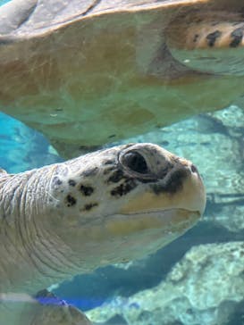 名古屋港水族館に投稿された画像（2024/9/12）