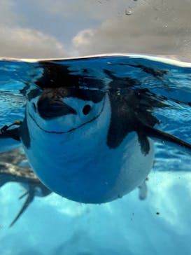 名古屋港水族館に投稿された画像（2024/9/12）