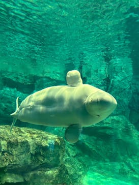 名古屋港水族館に投稿された画像（2024/9/12）