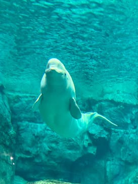 名古屋港水族館に投稿された画像（2024/9/12）