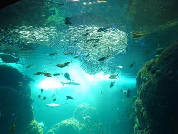 新江ノ島水族館に投稿された画像（2024/9/12）