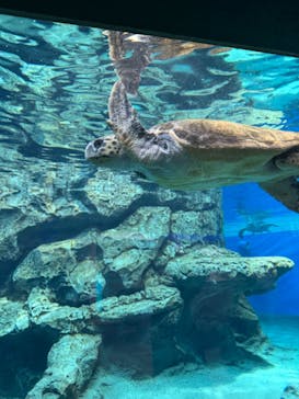 名古屋港水族館に投稿された画像（2024/9/12）